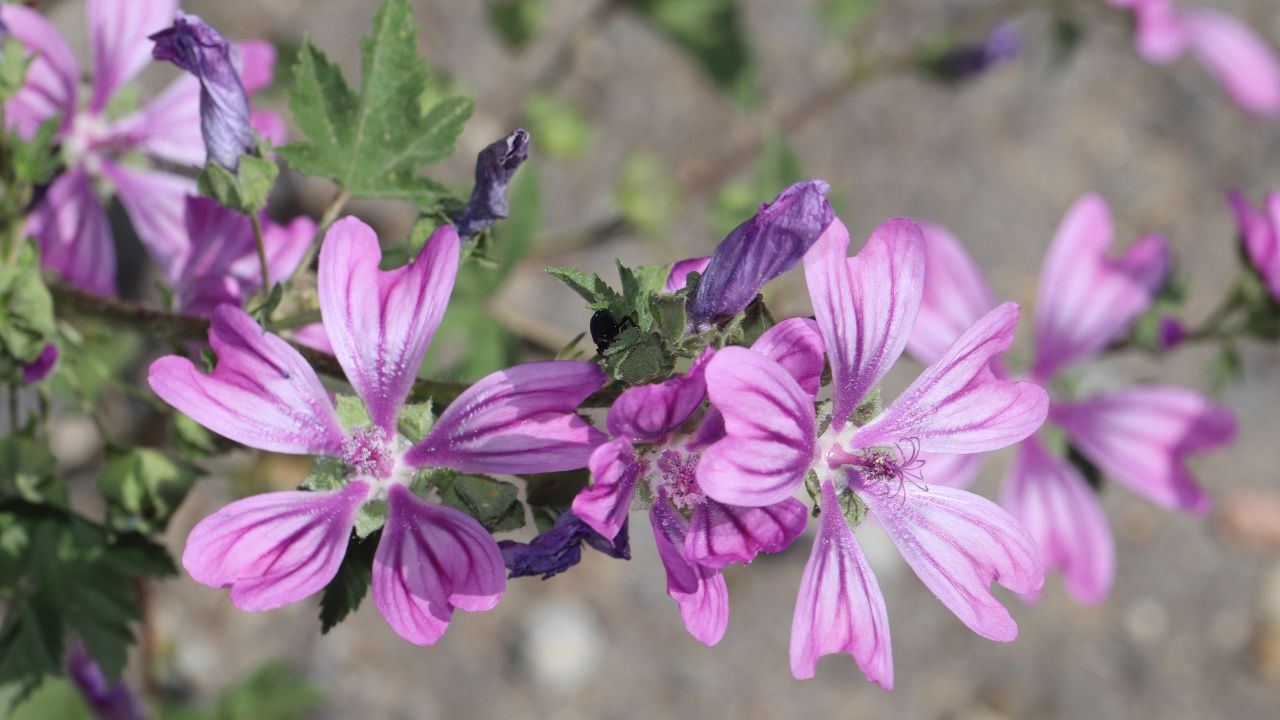 Plantă de nalbă mauritană
